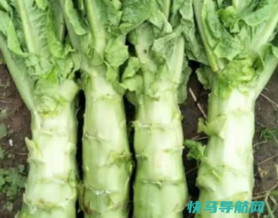 莴笋底部烂了还可以吃吗？莴笋变红是怎么回事？